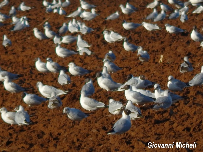 Gabbiani di che specie?